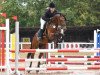 stallion My Lord HW (German Riding Pony, 2013, from The Braes My Mobility)