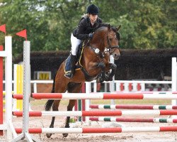 stallion My Lord HW (German Riding Pony, 2013, from The Braes My Mobility)