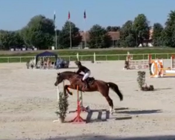 jumper Quity de Luxe CH (Swiss Warmblood, 2008, from Quite Easy I)