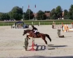 Springpferd Quity de Luxe CH (Schweizer Warmblut, 2008, von Quite Easy I)