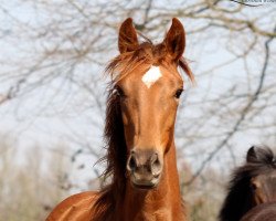 broodmare Faszinierende Edoste (Oldenburg, 2018, from Zack)