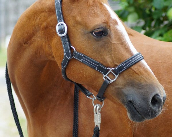 Dressurpferd Dolly (Deutsches Reitpony, 2006, von Donchester)