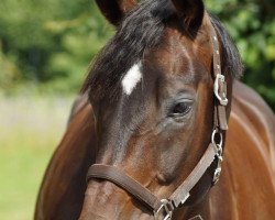 dressage horse Don Bellissimo 2 (Hanoverian, 2005, from Don Frederico)