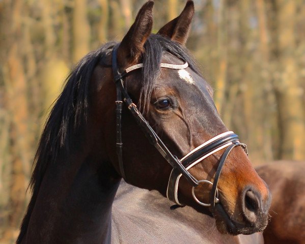 broodmare Full of Dreams (Oldenburg, 2016, from Glock's Dream Boy)