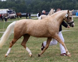 broodmare Cashyenne (Nederlands Rijpaarden en Pony, 2013, from Don Carino du Bois)