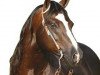 Deckhengst Custom Crome (Quarter Horse, 1990, von Crome Plated Jac)