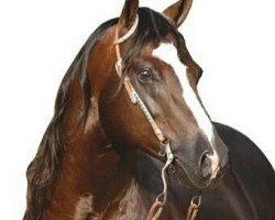 Deckhengst Custom Crome (Quarter Horse, 1990, von Crome Plated Jac)