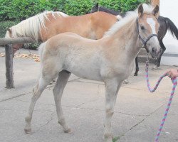 Deckhengst Bakiro (Haflinger, 2018)