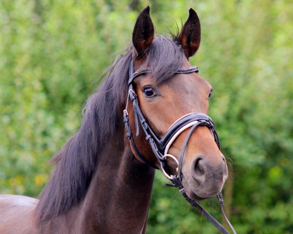 dressage horse Fabelhafte Edoste (Oldenburg, 2015, from Danzador)