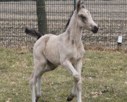 dressage horse Rockabye Baby (German Riding Pony, 2018, from Newlands Day by Day)