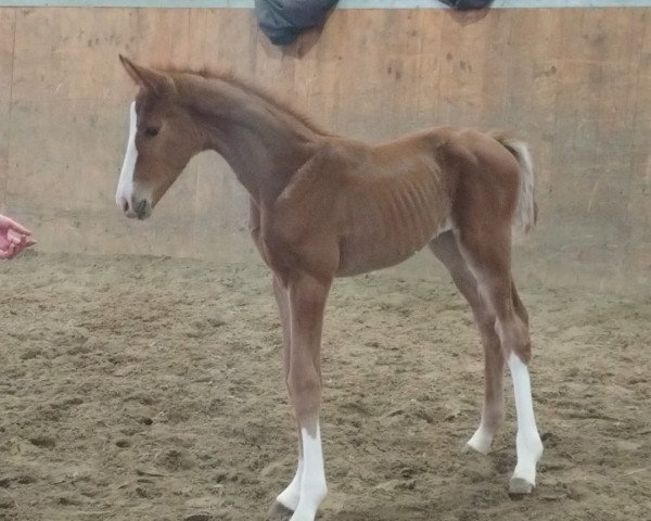 jumper Hochdonns Secret's Surprise (German Warmblood, 2018, from Secret)