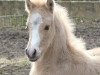 dressage horse Runway Queen (German Riding Pony, 2017, from Movie Star)