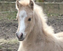 Dressurpferd Runway Queen (Deutsches Reitpony, 2017, von Movie Star)