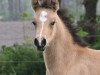 Dressurpferd Delightful Dancer (Deutsches Reitpony, 2017, von Dreiklang AT)