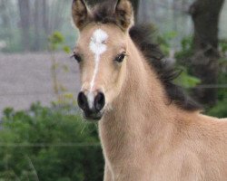 Springpferd Delightful Dancer (Deutsches Reitpony, 2017, von Dreiklang AT)