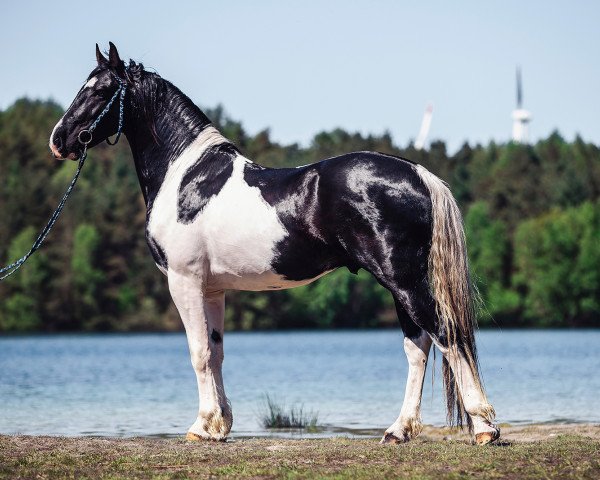 stallion Somnia Equi (Pinto, 2014)