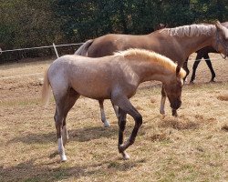 Springpferd Dono del cielo (Deutsches Reitpony, 2018, von Del Piero 25)