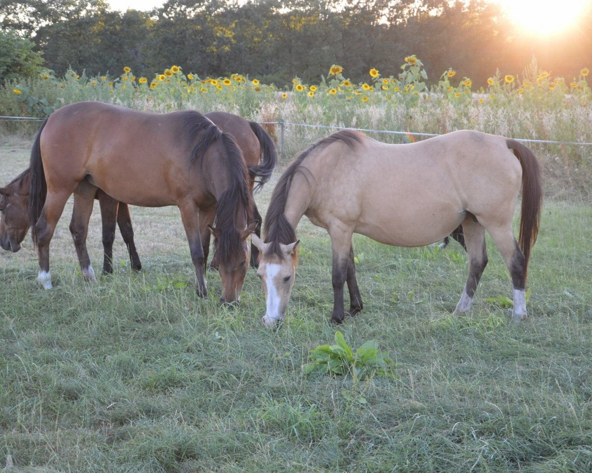 broodmare Orchid's Sweet Harmony (New Forest Pony, 1998, from Orchid's Cestanii)