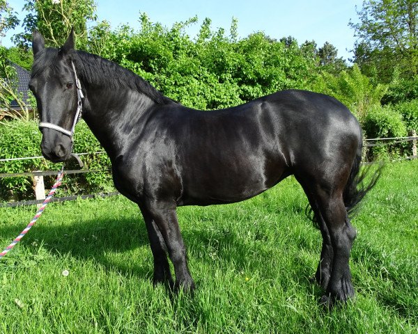 horse Yfke (Friese, 2007, from Lolke 371)