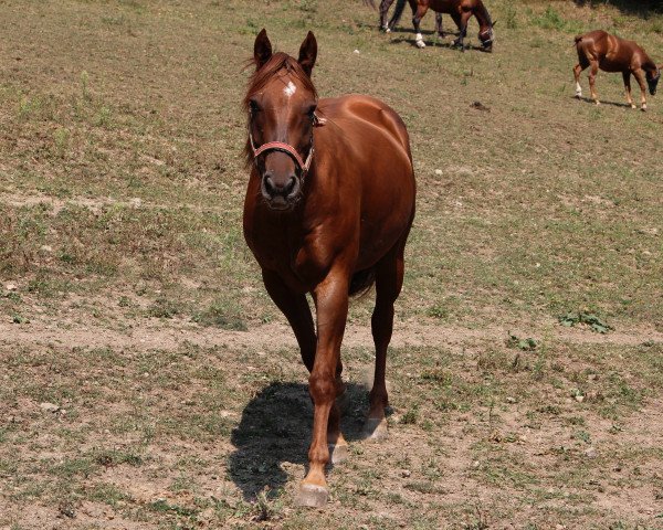 horse Customer (Quarter Horse, 2011, from Custom Pistol)