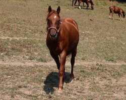 Pferd Customer (Quarter Horse, 2011, von Custom Pistol)