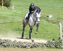 jumper Caballero 104 (Hanoverian, 2008, from Calido I)