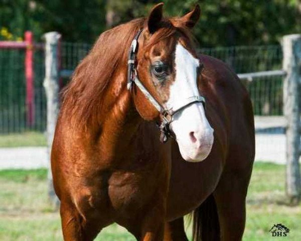 stallion Trashadeous (Quarter Horse, 1987, from Be Aech Enterprise)