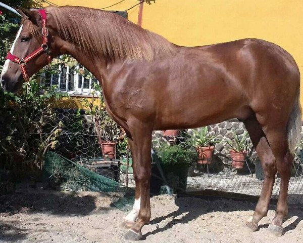 Pferd DON PRECAVIDO (Lusitano, 2016)