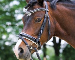 broodmare Happy (German Riding Pony, 2005, from Hakuna Matata)