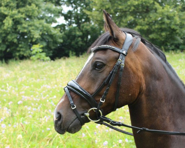 horse Big Bacardi (German Riding Pony, 2012, from Bavarottie)