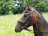 horse Big Bacardi (German Riding Pony, 2012, from Bavarottie)