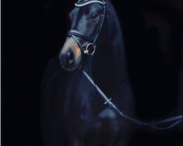 dressage horse Rohniro (Westphalian, 2005, from Roh Magic)