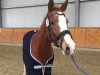 jumper Palia SG (German Riding Pony, 2015, from Paul SG)