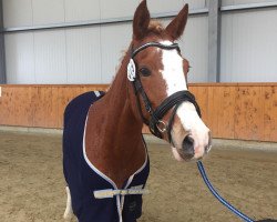 jumper Palia SG (German Riding Pony, 2015, from Paul SG)