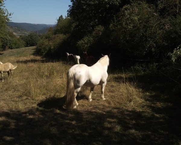 Pferd Theo (Shire, 2000, von Deighton Commodore)