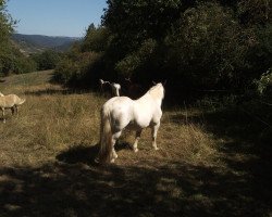 horse Theo (Shire, 2000, from Deighton Commodore)