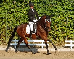 dressage horse Loreley W (Hanoverian, 2014, from Londontime)