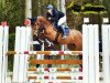 jumper Bella Donna 132 (German Riding Pony, 2009, from Dagestino)