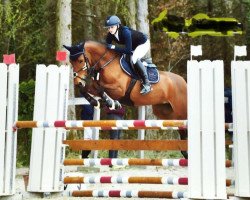 jumper Bella Donna 132 (German Riding Pony, 2009, from Dagestino)