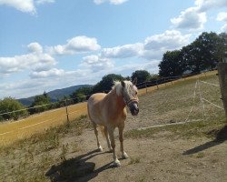 horse Aramis (50% ox) (Arabo-Haflinger, 2011, from Ali Mutazz ox)