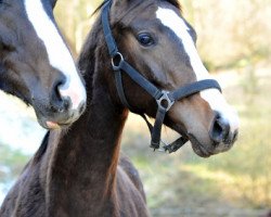 dressage horse Vencedor (Trakehner, 2017, from High Motion 2)