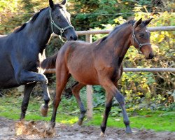 Dressurpferd Via Victoriae (Trakehner, 2013, von Oliver Twist)