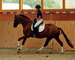 broodmare Varinia (Trakehner, 2012, from Symont)