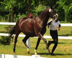 Zuchtstute Vittoria (Trakehner, 2005, von Exclusiv)