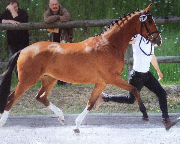 Zuchtstute Val de Loire (Trakehner, 2013, von Freudenfest)