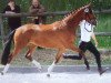 Zuchtstute Val de Loire (Trakehner, 2013, von Freudenfest)