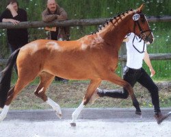 broodmare Val de Loire (Trakehner, 2013, from Freudenfest)