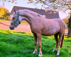 horse Crazy LillyFee (Westfale, 2017, from Arvalon Cream Star)