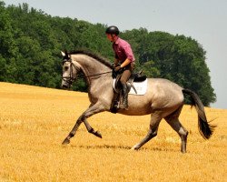 broodmare Tea Cup (Trakehner, 2014, from Exclusiv)