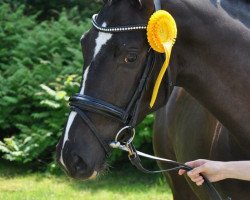 Springpferd Theodora JVK (Trakehner, 2014, von Saint Cyr)